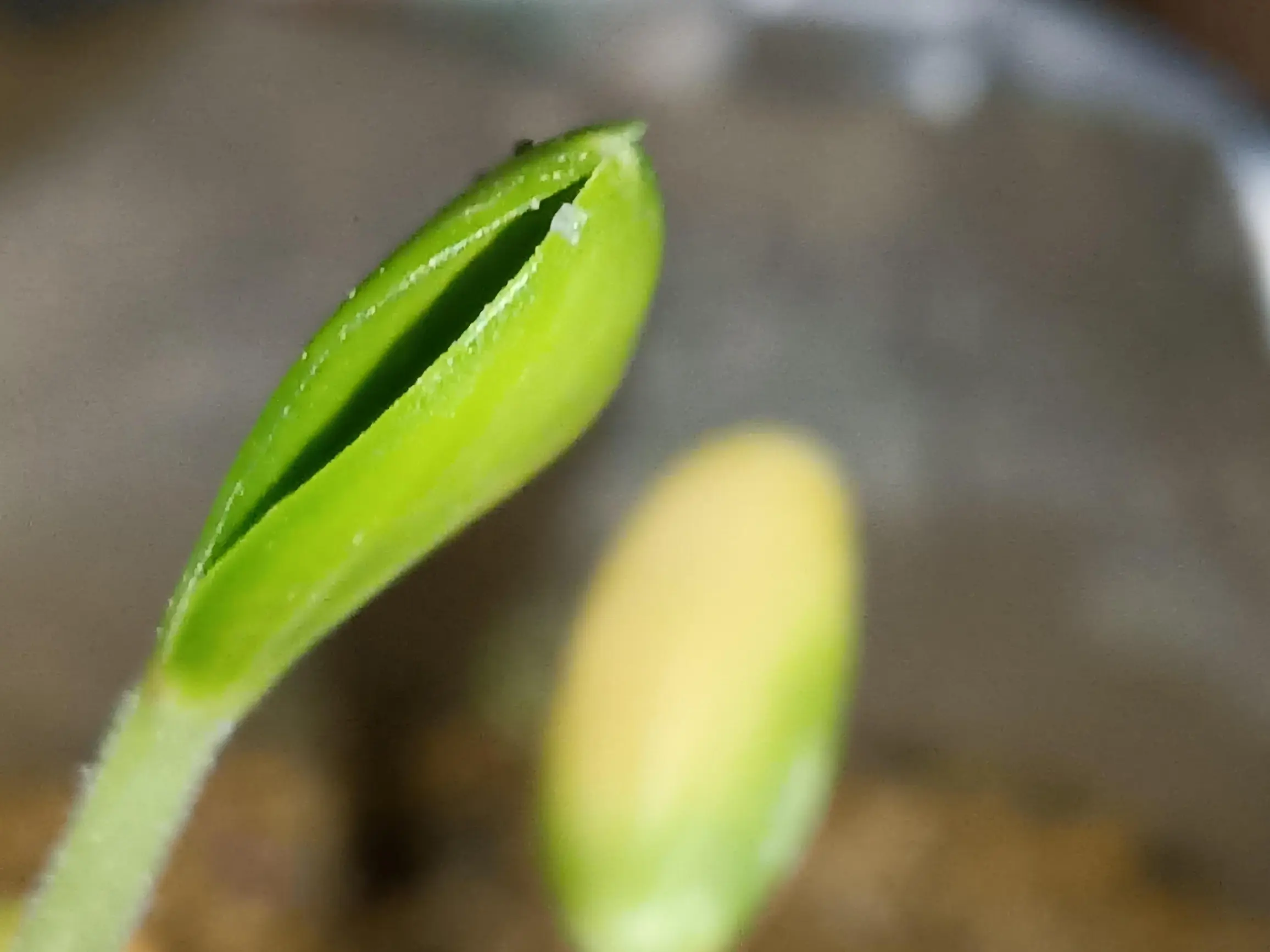 在教室里种点东西